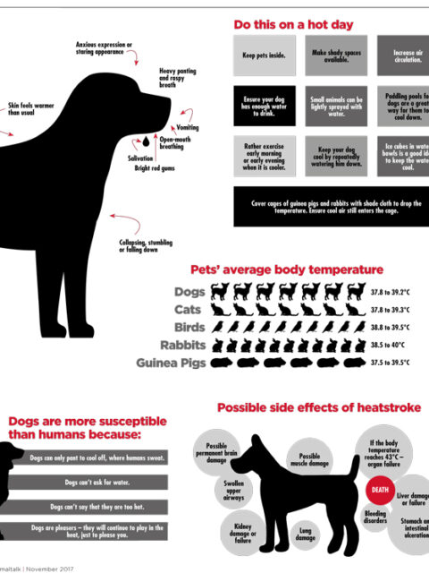 Heatstroke in pets - FREE pdf