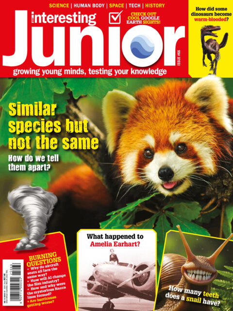 Very Interesting Junior